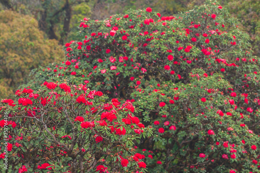 Blooming red Rhododendron flowers in season specific.