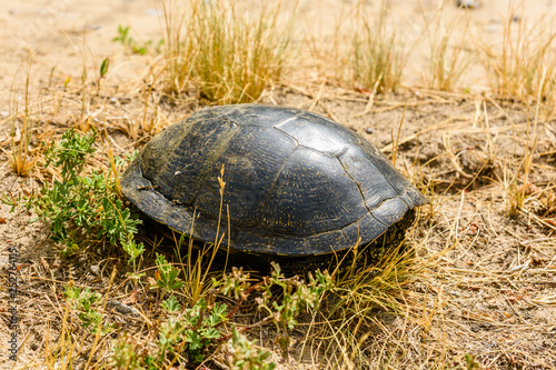 European pond turtle (Emys orbicularis) in the grass