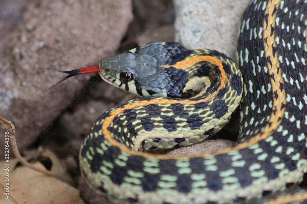 Obraz premium Black-necked Gartersnake (Thamnophis cyrtopsis)