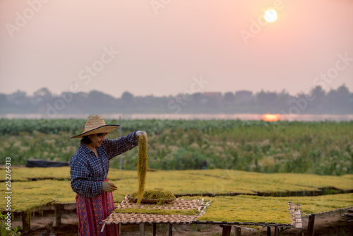 Wallpaper Mural Thai young female farmers planted tobacco leaves, smiling happily with the products that he had in the area in sunrise of ​​Tha Bo District, Nong Khai Province, Thailand. Torontodigital.ca