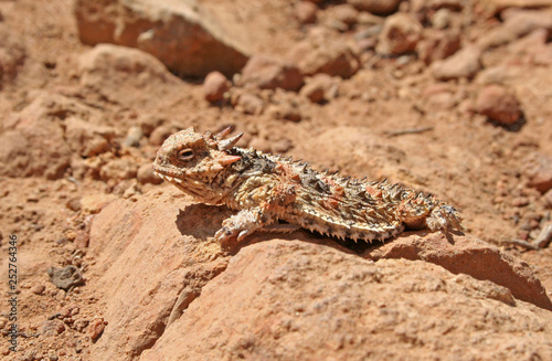 Blainville's Horned Lizard aka Coast Horned Lizard (Phrynosoma blainvillii)
