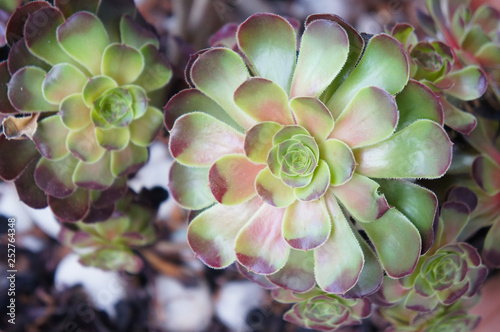 фотографія Aeonium blushing beauty green and brown plant background