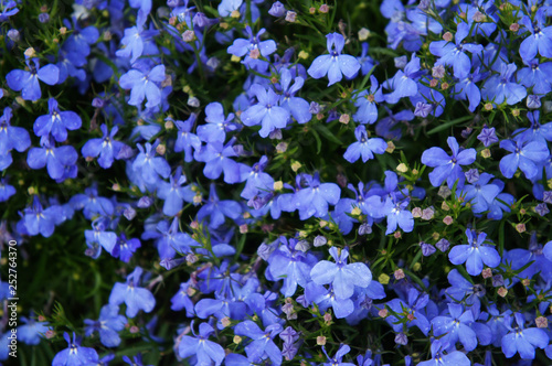 Lobelia erinus or riviera blue sky flowers background