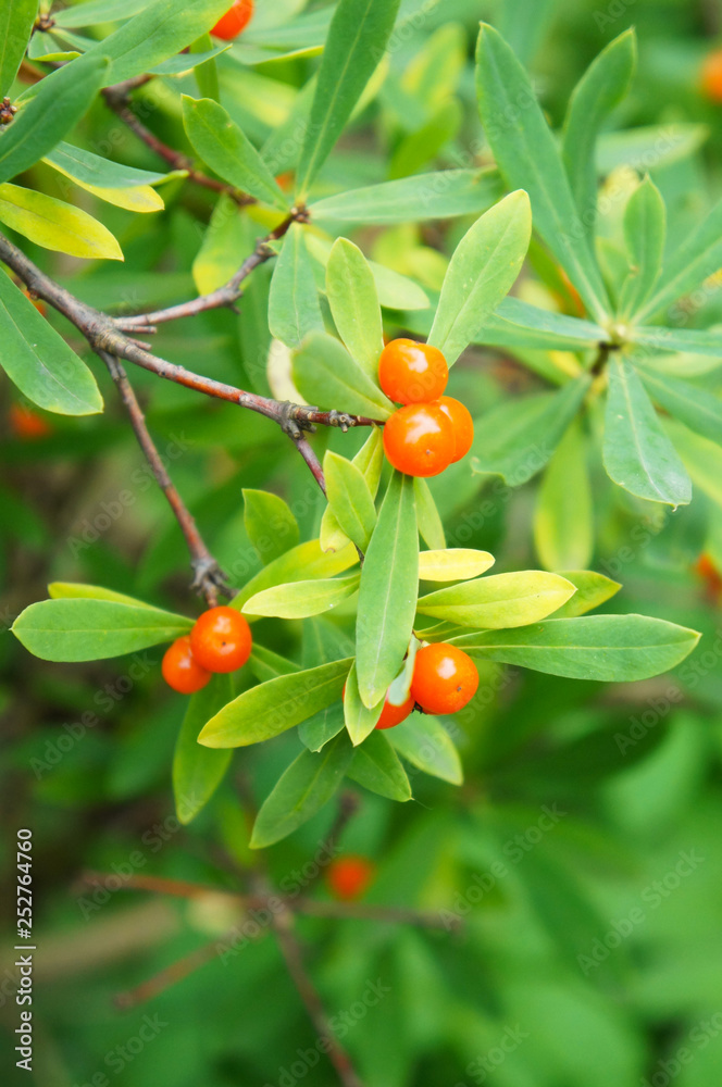 Daphne mezereum or february daphne or spurge laurel or spurge olive green plant with orange berries