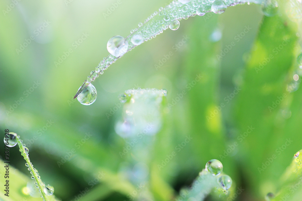Beautiful nature background with dew and water drops on green grass in summer or spring. Beautiful nature background with dew and water drops on green grass in summer or spring.
