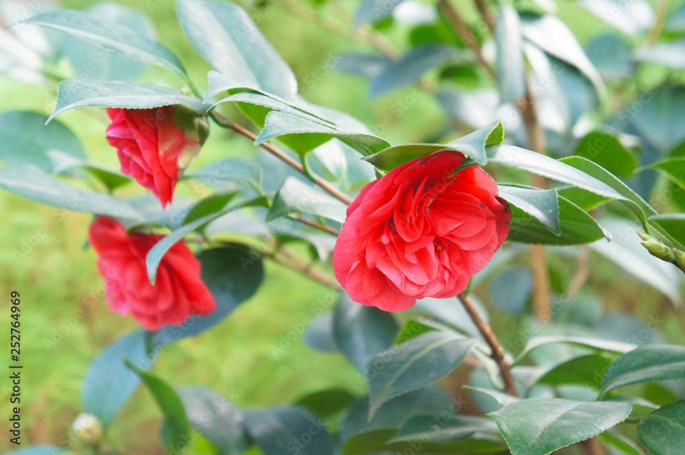Camellia red flowers green leaves Stock Photo | Adobe Stock