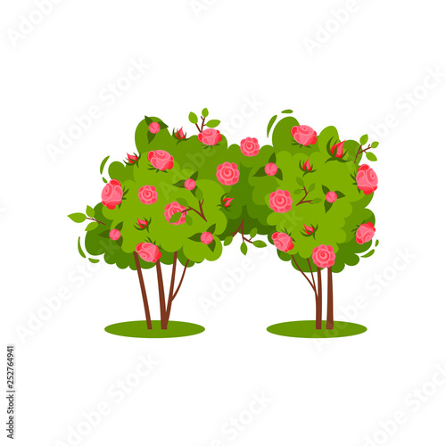 Two small bushes with bright pink roses and green leaves. Garden flower. Beautiful flowering plant. Flat vector icon