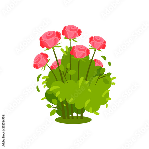 Small green bush with beautiful bright pink roses. Flowering plant. Garden flowers. Natural element. Flat vector icon