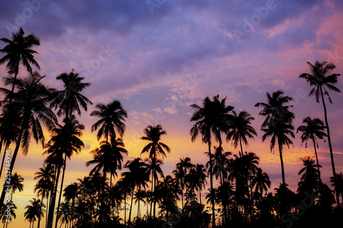 Palm tree at beautiful sky. © RK1919