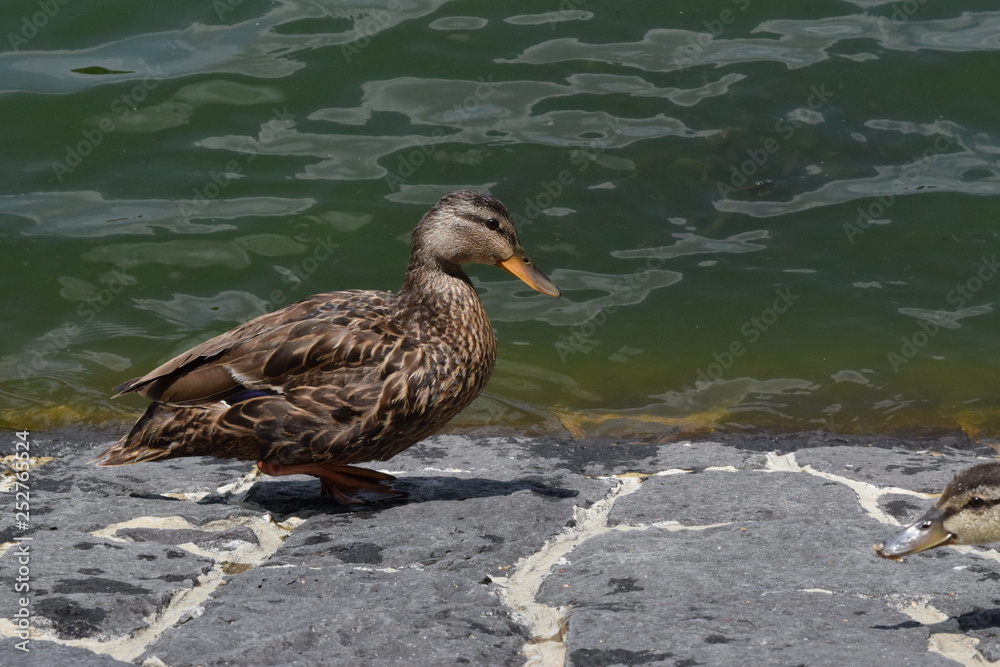 Fototapeta premium model duck
