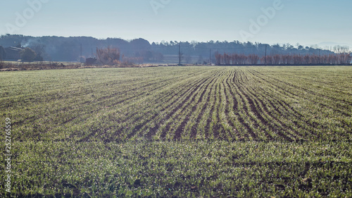 Green cultivated field rural landscape on the countryside