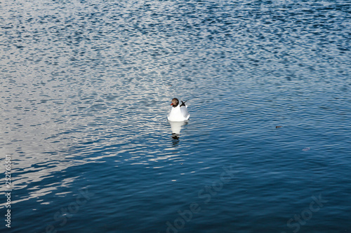  lonely seagull sitting on clear, blue water in the middle of a lake photo