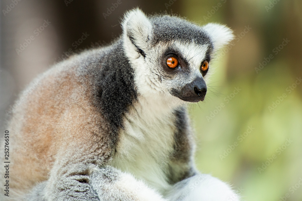 Fototapeta premium Lemur