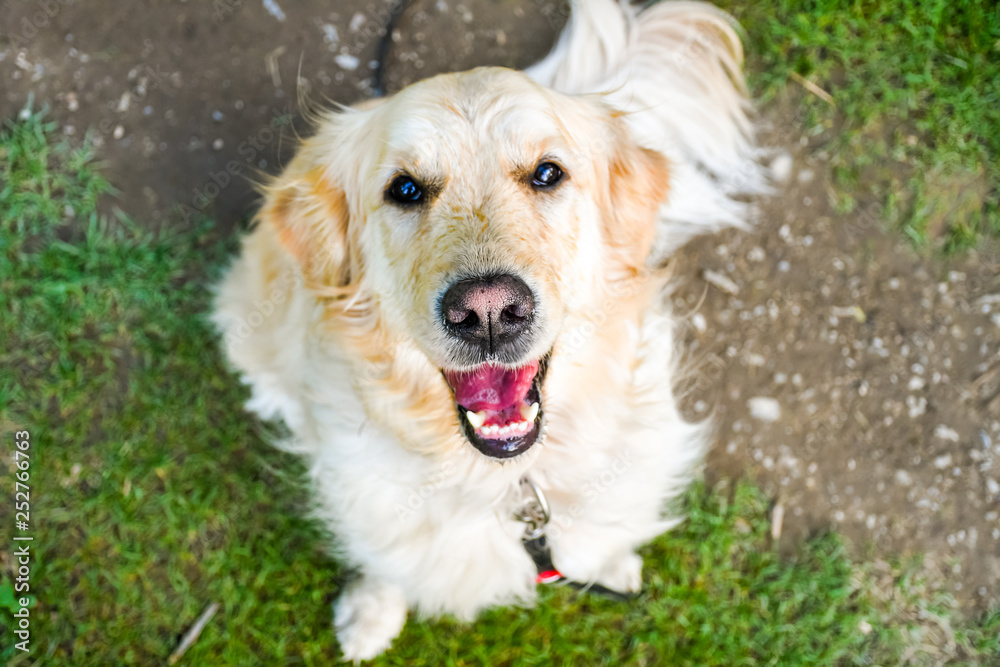 Funny smiling dog with reddish nose looking up while sitting on a footpath