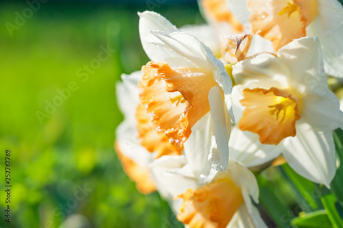 spring flowers daffodils blossomed in garden