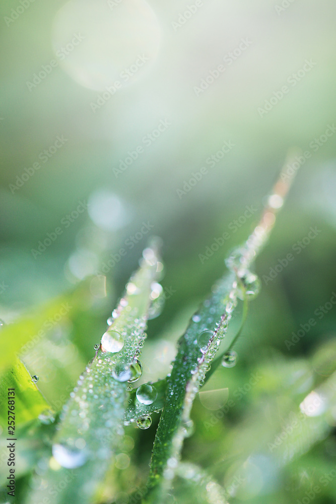 Beautiful nature background with dew and water drops on green grass in summer or spring. Beautiful nature background with dew and water drops on green grass in summer or spring.