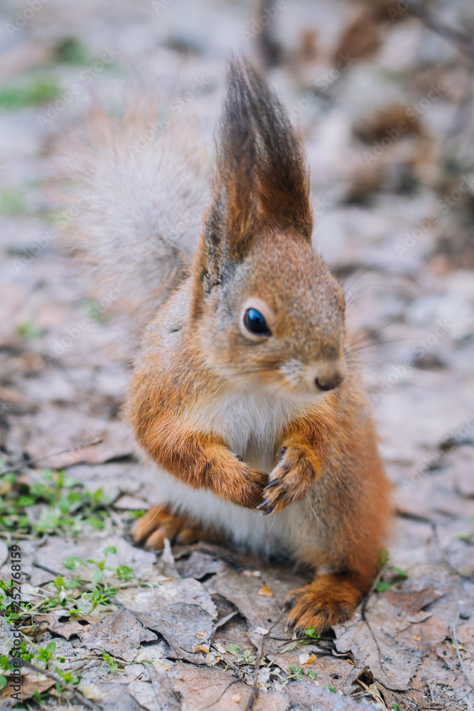 Cute red squirrel eats nuts close-up. Portrait young squirrel. Cute red squirrel eats nuts close-up. Portrait young squirrel.