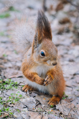 Cute red squirrel eats nuts close-up. Portrait young squirrel.