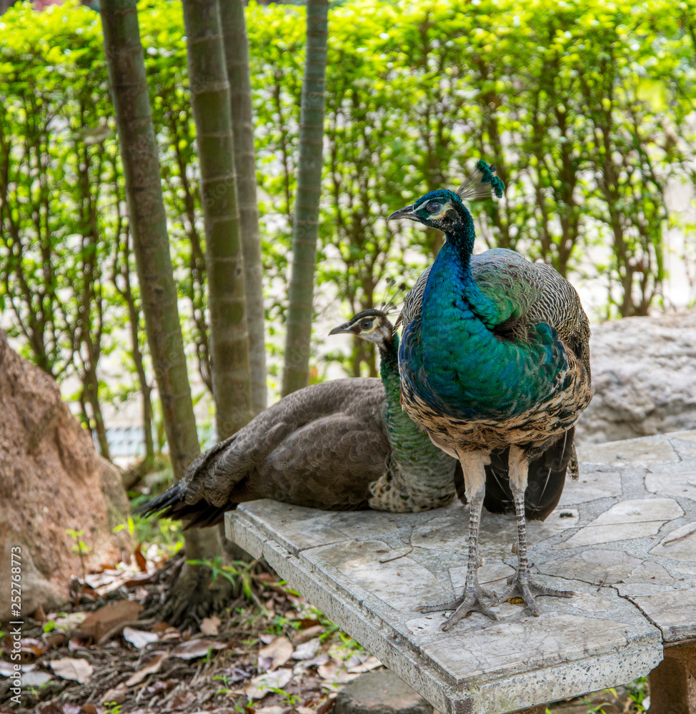 Fototapeta premium beautiful male peacock with feathers