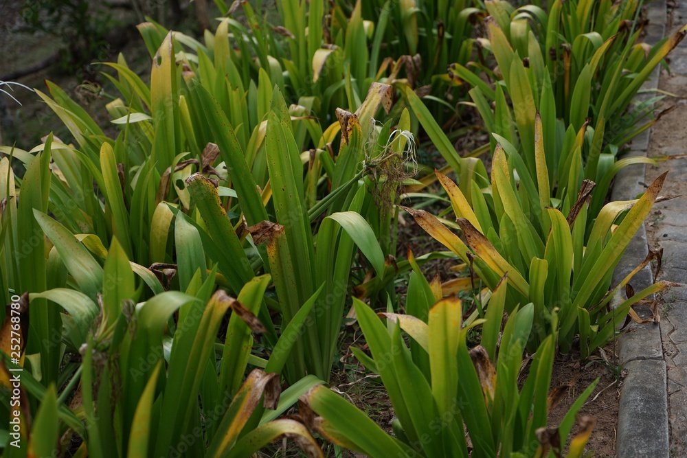 Obraz premium field of corn