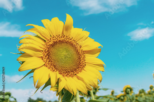 Sunflower field landscape close-up