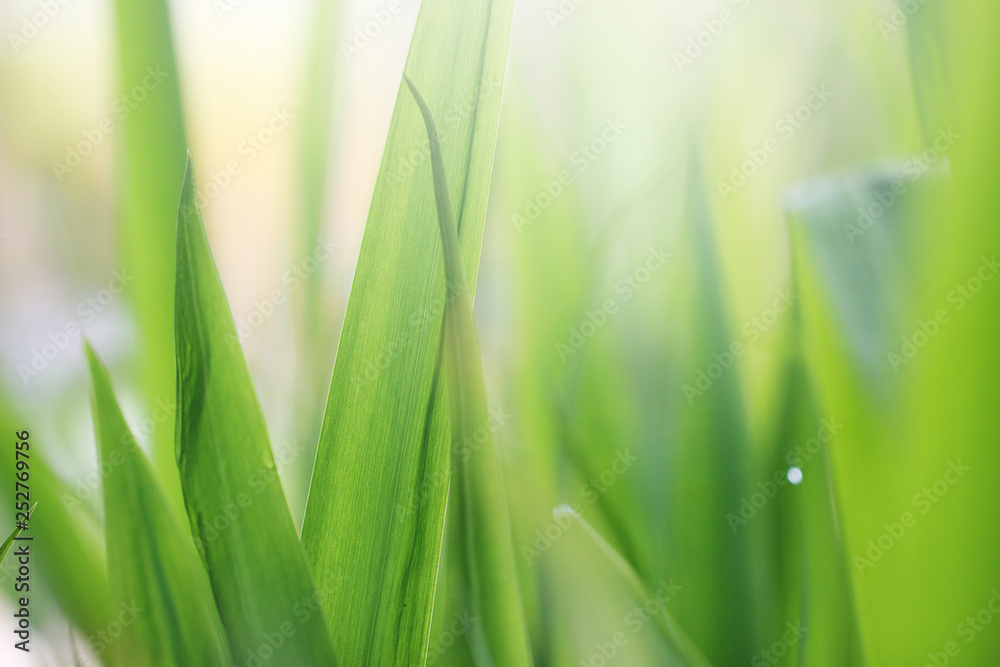 Beautiful nature background with close up green grass in summer or spring. Beautiful nature background with close up green grass in summer or spring.