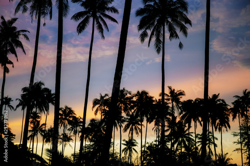 Palm tree with color sky.
