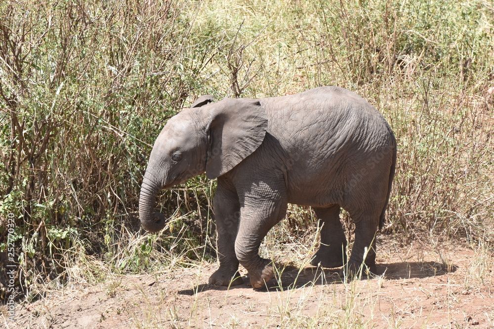 Baby elephant in Serengeti National Park, Tanzania