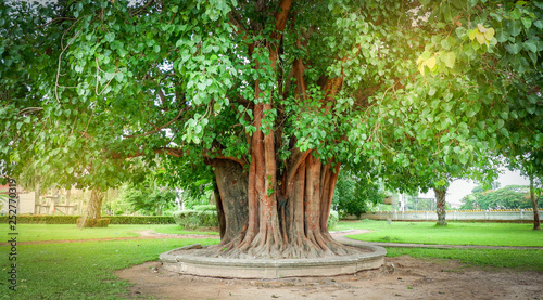 bodhi tree and green bodhi leaf with sunlight at temple thailand / Tree of buddhism