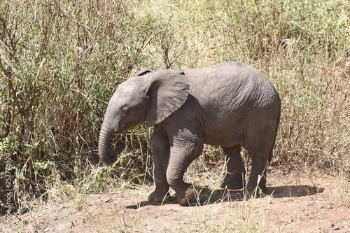 Baby elephant in Serengeti National Park  Tanzania