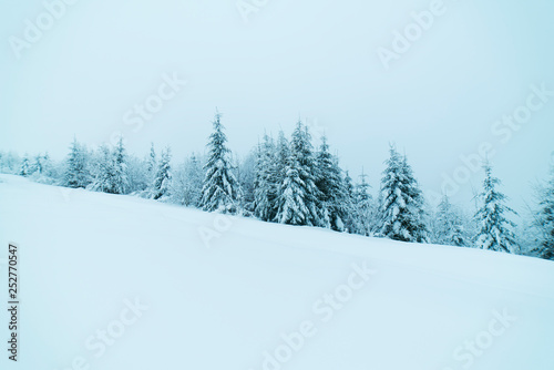 Mysterious landscape majestic mountains in winter. Magical snow covered tree. Photo greeting card. Bokeh light effect, soft filter. Carpathian Ukraine Europe