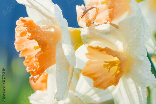 spring flowers daffodils blossomed in garden