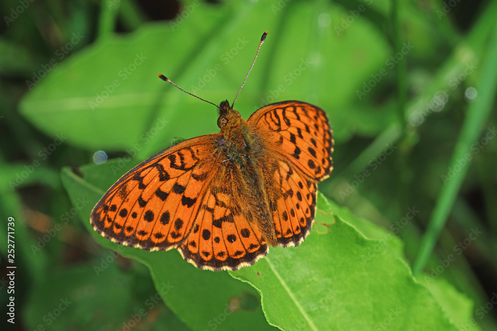 15.06.2018 DE, NRW, Kalterherberg, Perlenbachtal M„desá-Perlmuttfalter, Violetter Silberfalter Brenthis ino (ROTTEMBURG, 1775) 15.06.2018 DE, NRW, Kalterherberg, Perlenbachtal M„desá-Perlmuttfalter, Violetter Silberfalter Brenthis ino (ROTTEMBURG, 1775)