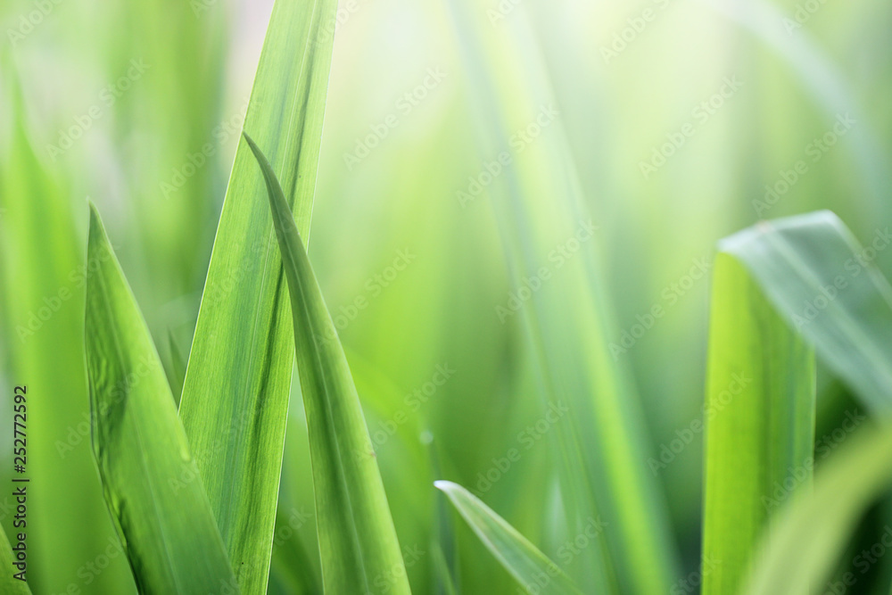 Beautiful nature background with close up green grass in summer or spring. Beautiful nature background with close up green grass in summer or spring.