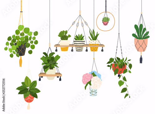 Set of macrame hangers for plants growing in pots. Flowerpot isolated objects, houseplant flower pot collection.
