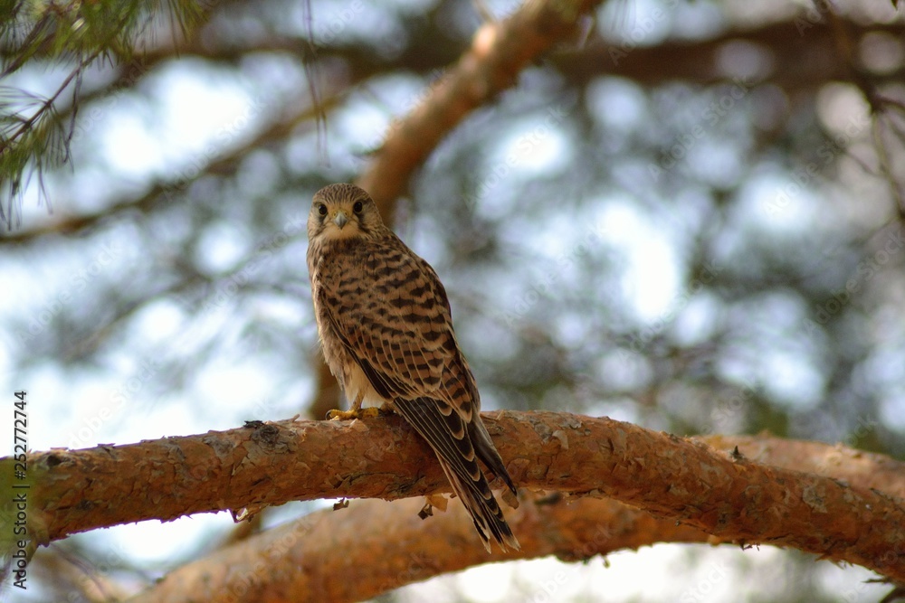 Little bird sitting on a branch Little bird sitting on a branch