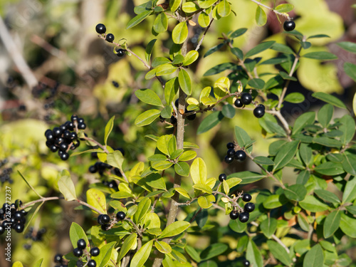 Ligustrum vulgare - Troène commun, un arbuste décoratif de haies aux petites baies noires bleutées d'automne et d'hiver, aux petites feuilles vertes foncées et pointues photo