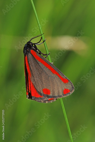 15.06.2018 DE, NRW, Kalterherberg, Perlenbachtal Jakobskrautb„r Tyria jacobaeae (LINNAEUS, 1758) photo