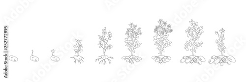 Potato growth stages. Vector Illustration growing plants. Solanum tuberosum. The life cycle of the potato plant. Root system biology. Use fertilizers. Outline contour.