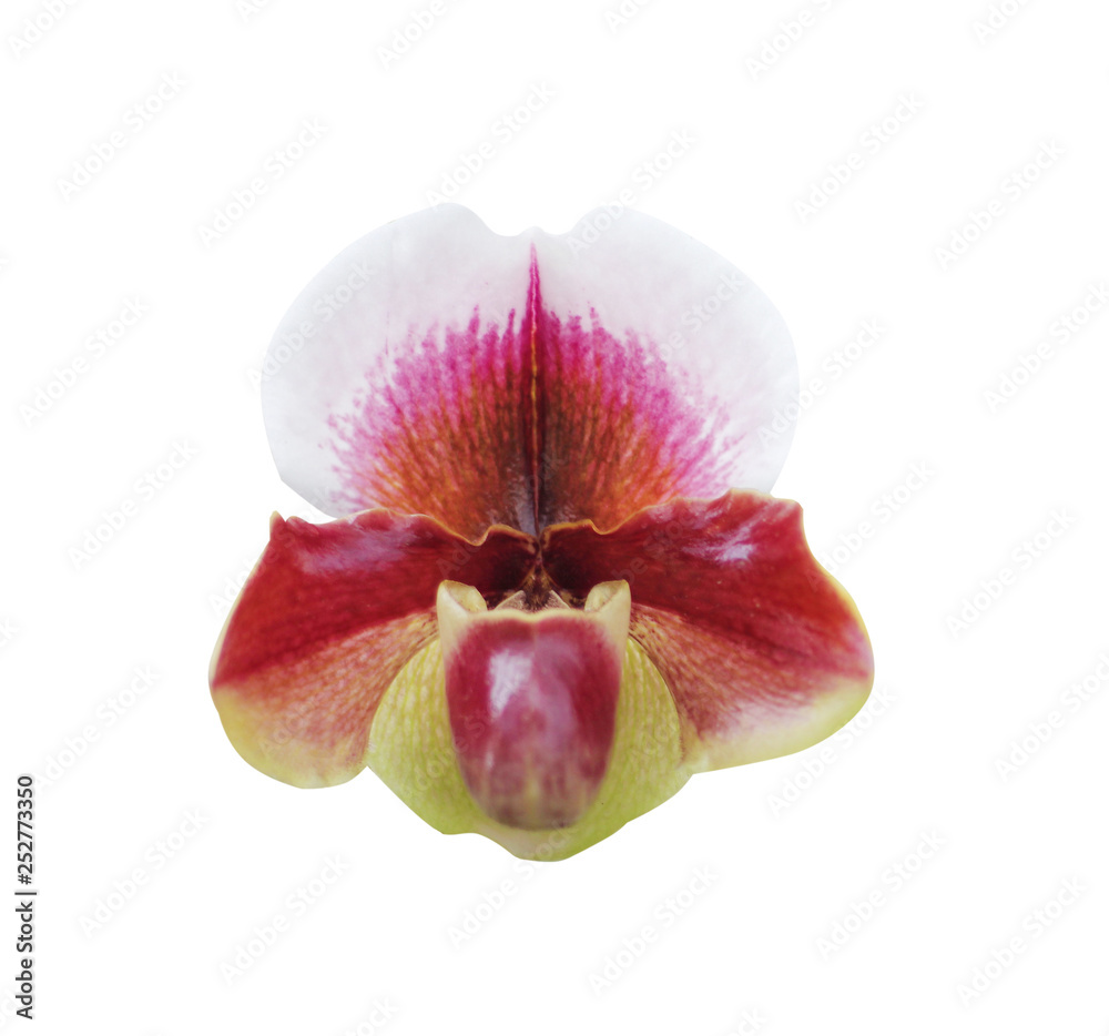 Head of colorful red flowers paphiopedilum natural ornamental patterns  blooming isolated on white background , clipping path