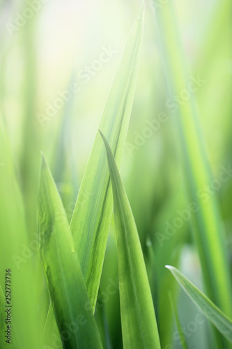 Beautiful nature background with close up green grass in summer or spring.