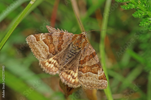 15.06.2018 DE, RLP, Sch”necken Braune Tageule Euclidia glyphica (LINNAEUS, 1758) photo