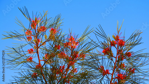 Beautilful delicate flower on grevillae shrub