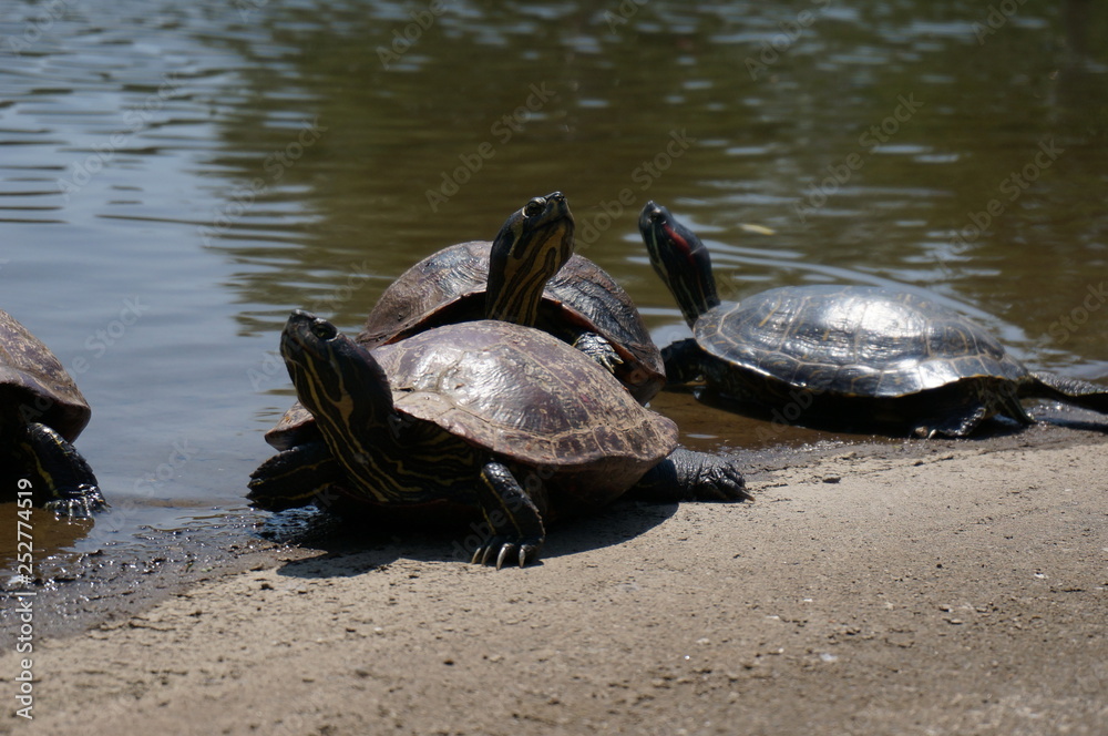 Fototapeta premium ミドリガメ