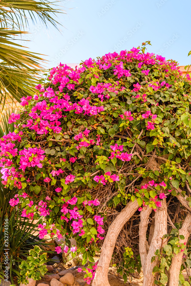 Blossoming bougainvillea plant growing in the garden