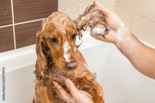 Cocker spaniel dog taking a shower with shampoo and water