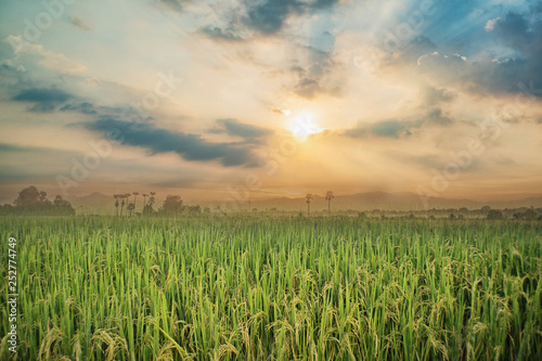 Rice fields in the evenings.