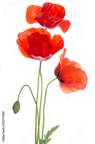  bouquet of red poppies isolated on white background.