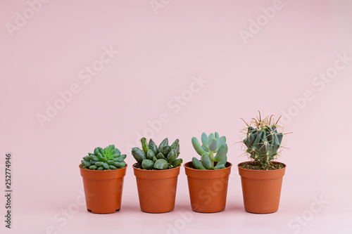 Beautiful succulents and cactus on a pink background. Flower background, macro photography