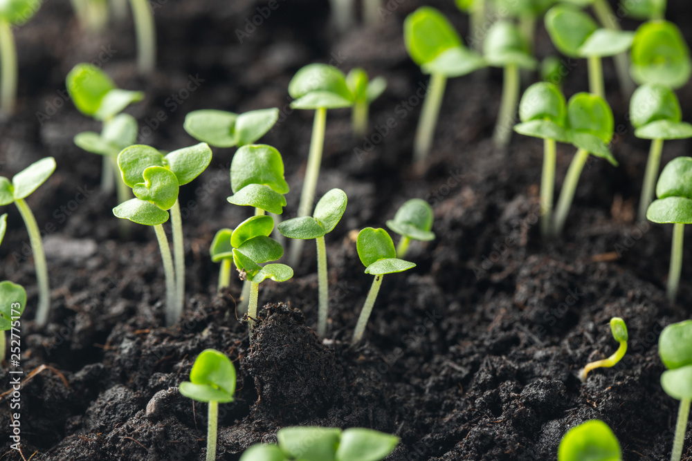 basil sprouts have sprouted in the ground. basil sprouts have sprouted in the ground.
